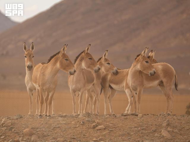 Saudi Arabia Marks First Birth Of One Of World s Rarest Animals In Over saudi-arabia-marks-first-birth-of-one-of-world-s-rarest-animals-in-over