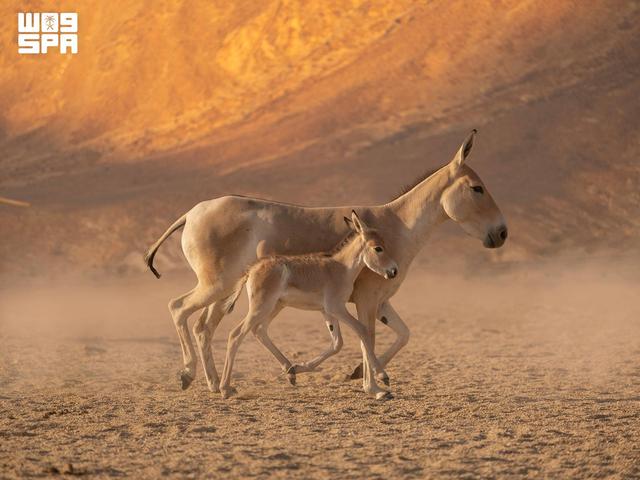 Saudi Arabia Marks First Birth Of One Of World s Rarest Animals In Over saudi-arabia-marks-first-birth-of-one-of-world-s-rarest-animals-in-over